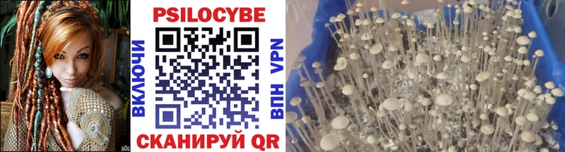 Галлюциногенные грибы Psilocybe Никольское